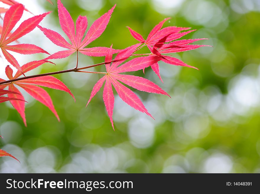 Red Leaves