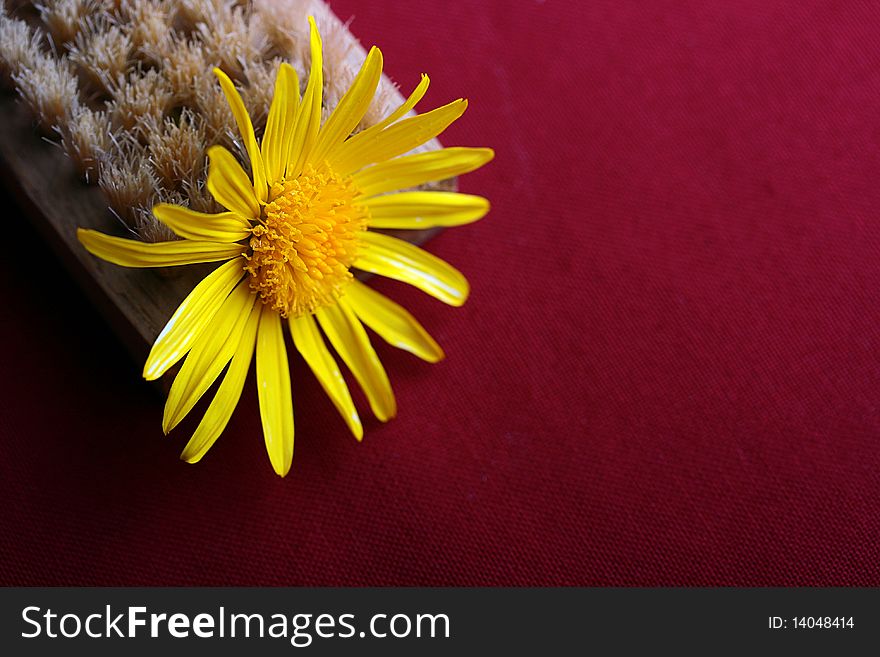 Brush for cleaning of clothes with a yellow flower on a red background.