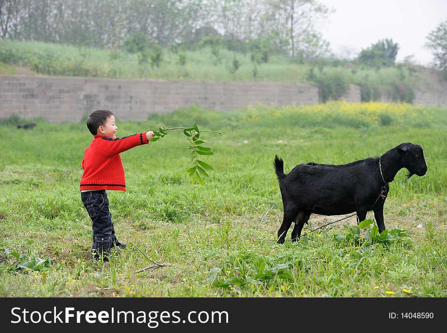 Asian boy and black goat.