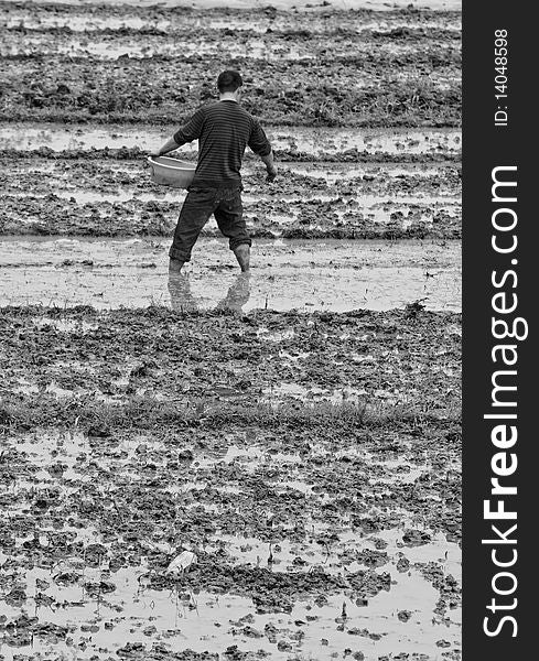 Picture of a farmer sowing rice seedlings, standing in paddy fields, bared-feeted, at a spring dusk. Picture of a farmer sowing rice seedlings, standing in paddy fields, bared-feeted, at a spring dusk