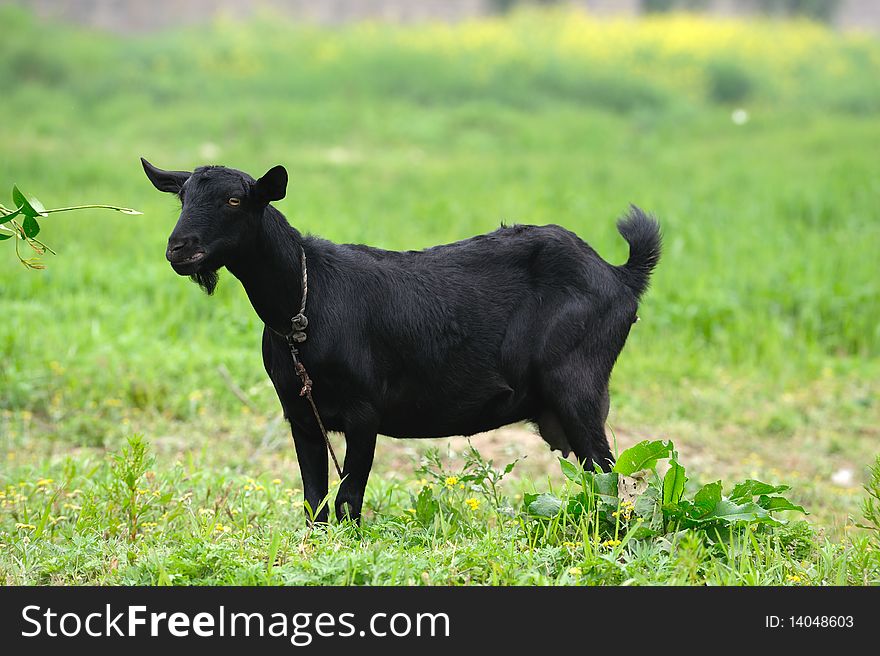 Black goat on green grass