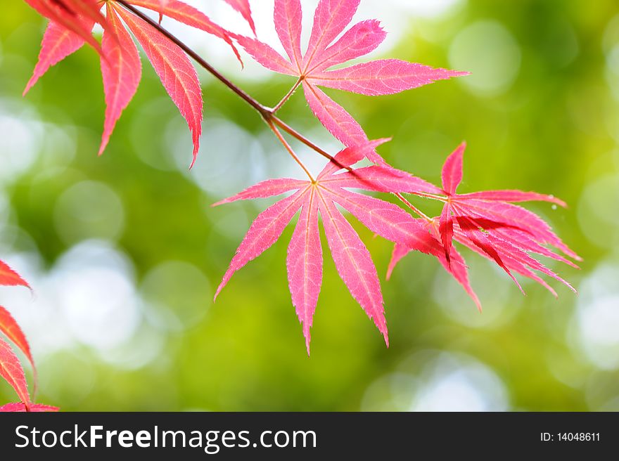 Red leaves on green background.