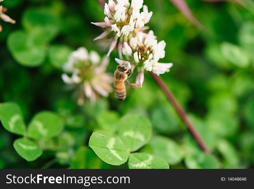 Bee white flower on green grass background. Bee white flower on green grass background