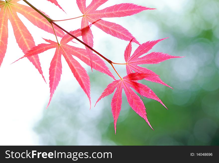 Red leaves on green background.