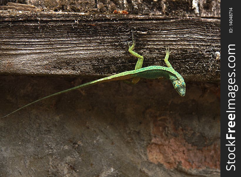 A green lizard clinging to a wall