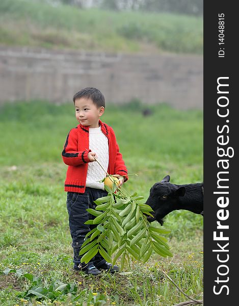 Asian boy and black goat. Asian boy and black goat.