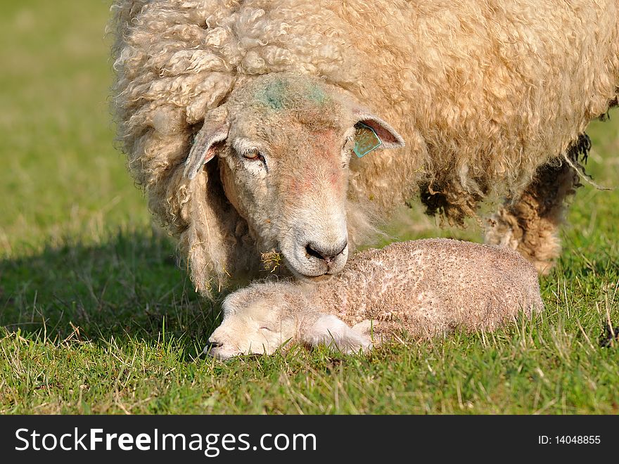 Sheep With 1 Days Old Cute Lamb