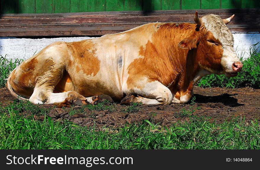 Cow. Side view. Close up.