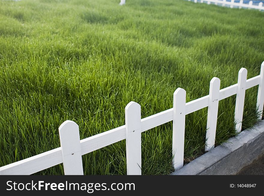 Green grass and white fense. Green grass and white fense