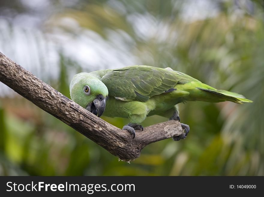 Parrot on a tree branch