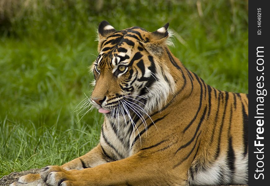 A beautiful sumatrian tiger with its tongue out. A beautiful sumatrian tiger with its tongue out