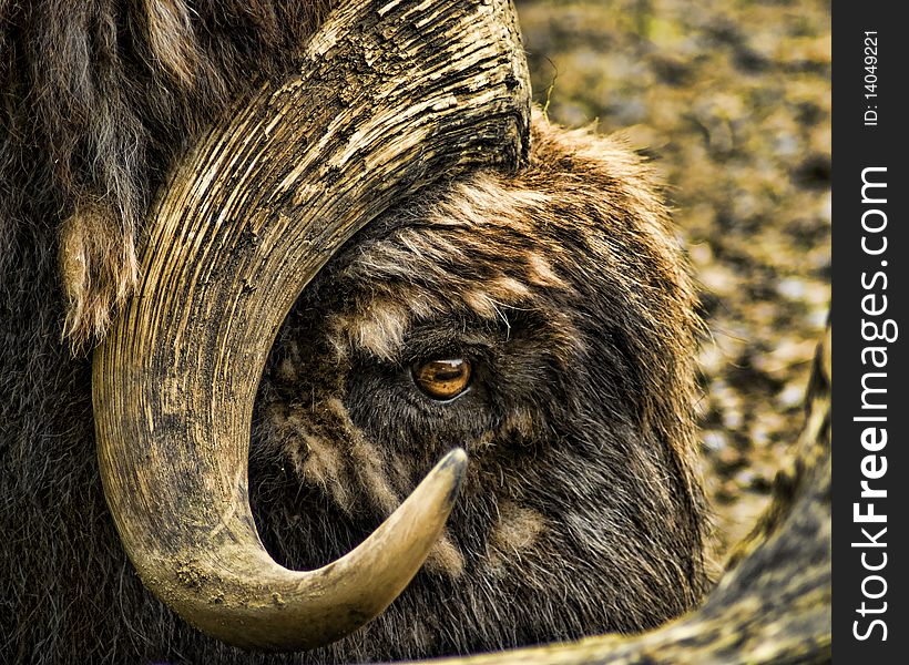 A gritty photo of a musk ox