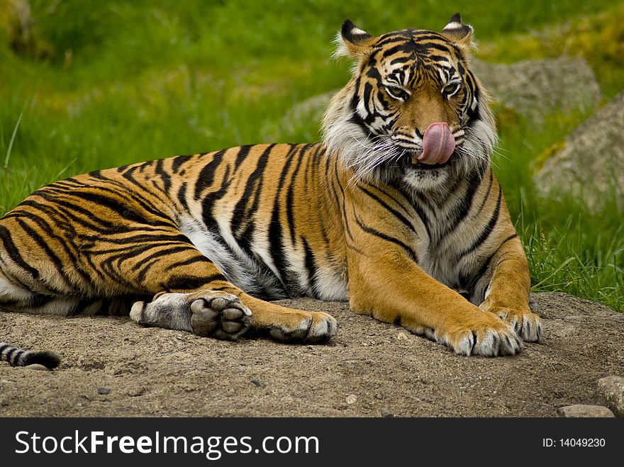 A beautiful sumatrian tiger with its tongue out