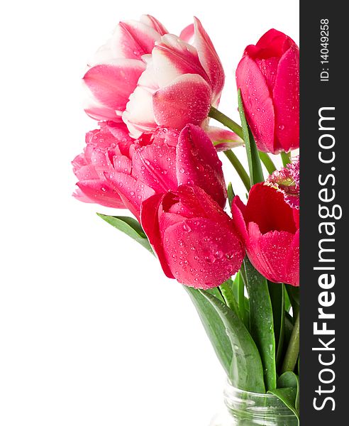Beautiful tulips isolated on the white background