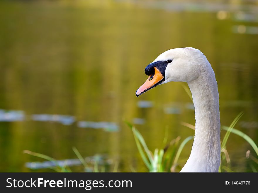 A head portrait of a male swan. A head portrait of a male swan