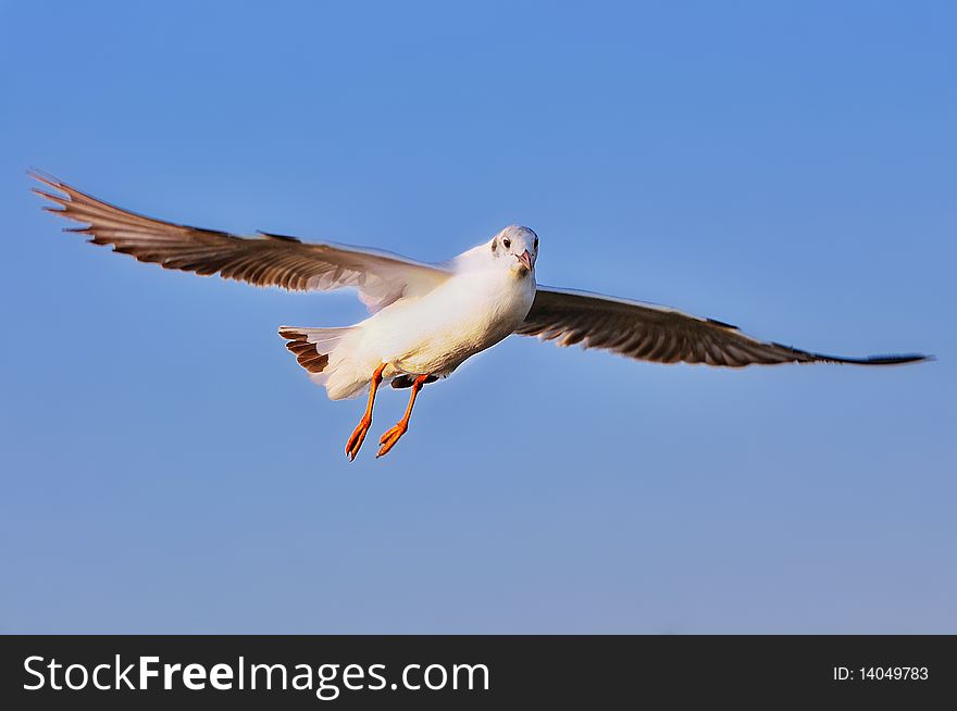 A seagull is flying in the air. A seagull is flying in the air