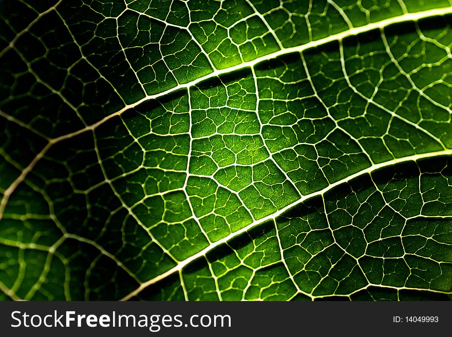 A macro shot close-up of a plant leaf. A macro shot close-up of a plant leaf.