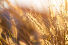 Free Spring Nature Scene.Springtime.Fluffy Dandelions Growing In Spring Garden Illuminated By The Warm Golden Royalty Free Stock Photo - 140447855