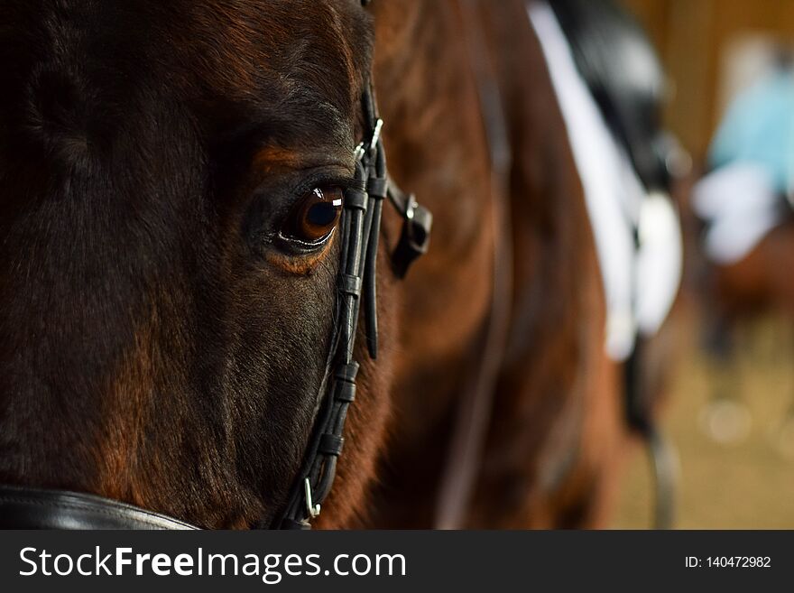 Beautiful horse is looking on you. Beautiful horse is looking on you