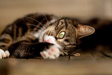 Tabby And White Cat Lying Sideways Stretching Paw Royalty Free Stock Images