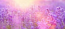 The Lavender Bushes Closeup. Summer Flowers On Evening Light. Aromatic Herbs Closeup. Blooming Lavender At Provence Stock Images