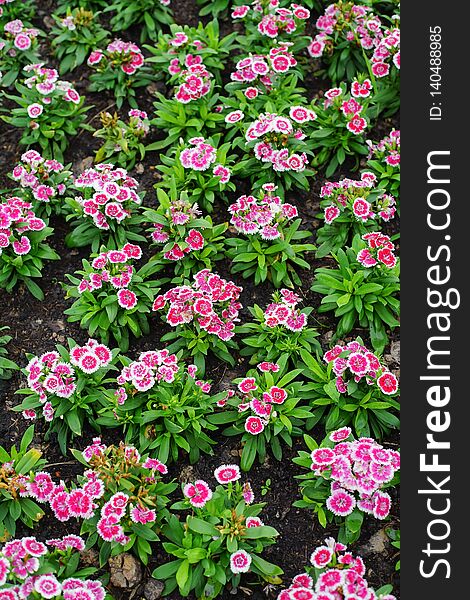 Dianthus Barbatus Or Sweet William Flower In The Garden