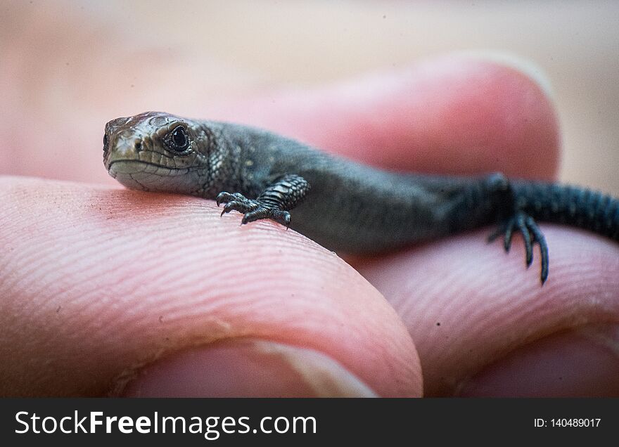 Just Born Lizard On Hand. Finger