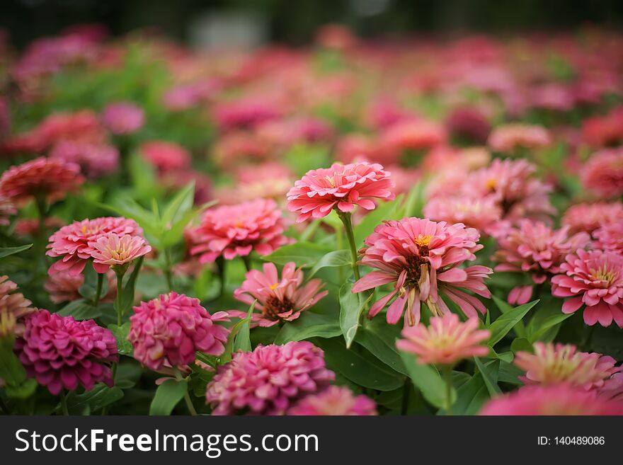 Closed Up Pink Zinnia Flower In Flowerbed