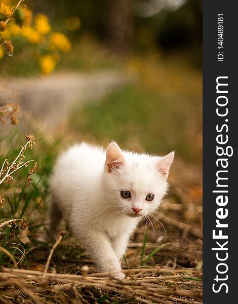 Tiny adorable kitten playing outdoor looking interesting