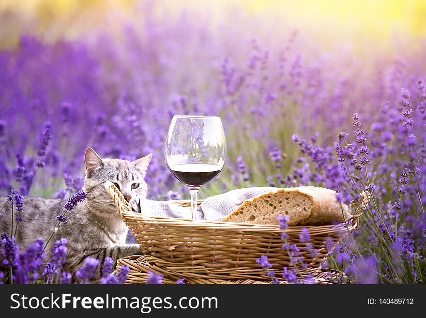 Wild cat is sitting in lavender field. Harvesting of lavender. Fresh bread, vine and aromatic flowers.