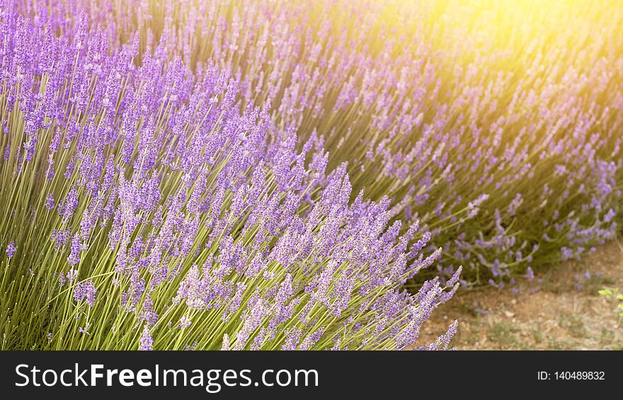 The lavender bushes closeup. Summer flowers on evening light. Aromatic herbs closeup. Blooming lavender at Provence region of france.