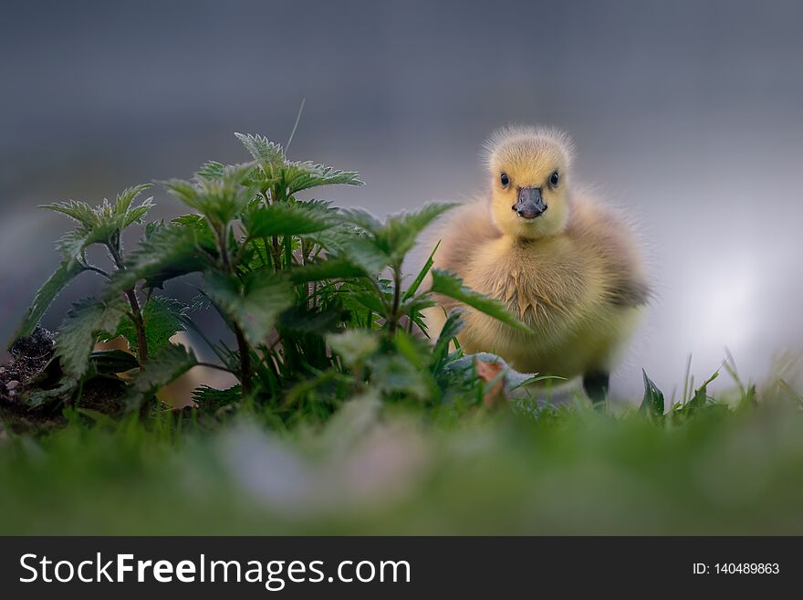 A cute and fluffy wild Canada Gosling baby goose pauses from eating the grass to stare at the camera in this charming image, shot in the Norfolk Broads, UK. A cute and fluffy wild Canada Gosling baby goose pauses from eating the grass to stare at the camera in this charming image, shot in the Norfolk Broads, UK.