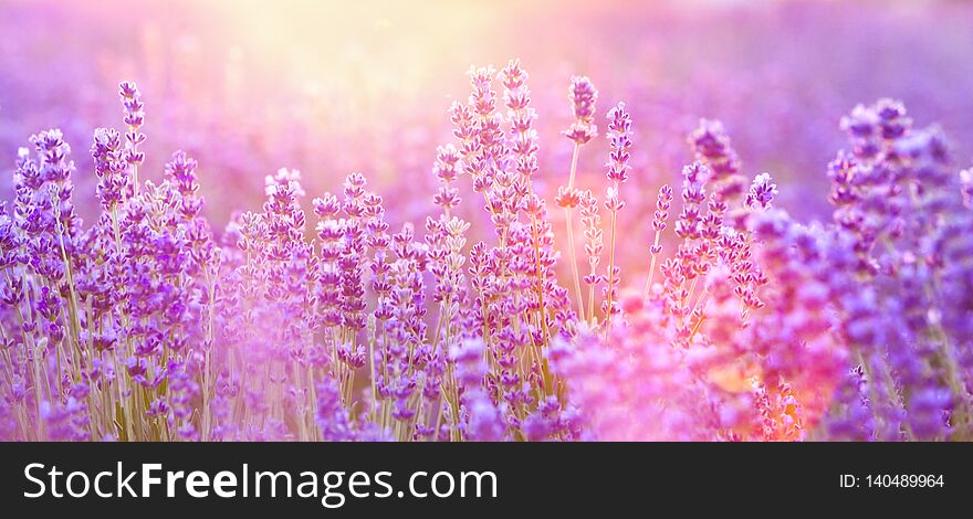 The lavender bushes closeup. Summer flowers on evening light. Aromatic herbs closeup. Blooming lavender at Provence