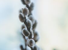 Free Willow Branch To The Light Stock Image - 140490221