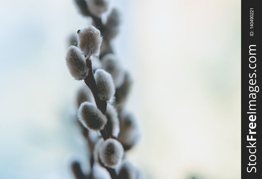 Willow branch to the light