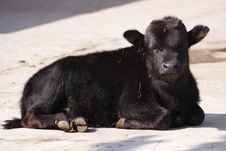 Juvenile African Buffalo Stock Image Juvenile African Buffalo Stock Image