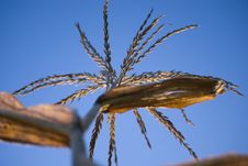 A Wheat Plant Against A Pure Blue Sky Royalty Free Stock Images A Wheat Plant Against A Pure Blue Sky Royalty Free Stock Images