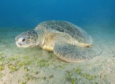 Giant Green Sea Turtle Stock Photo Giant Green Sea Turtle Stock Photo