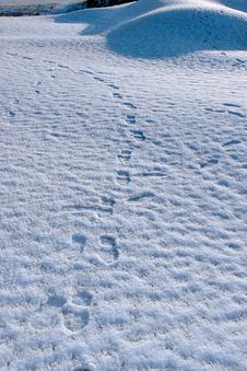 Footprints On White Snow Covered Links Golf Course Royalty Free Stock Images Footprints On White Snow Covered Links Golf Course Royalty Free Stock Images