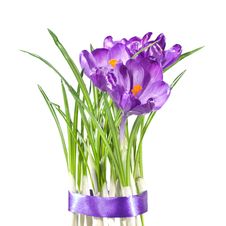 Crocus Bouquet Royalty Free Stock Image Crocus Bouquet Royalty Free Stock Image