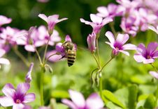 Bee In Flower Stock Photos