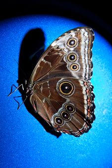 Textured Butterfly Royalty Free Stock Photography Textured Butterfly Royalty Free Stock Photography