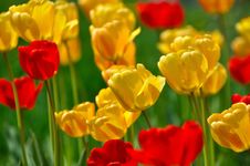 Yellow Tulips Royalty Free Stock Photos Yellow Tulips Royalty Free Stock Photos
