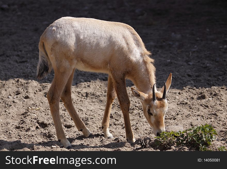 Roan antelope juvenile feeding on grass in Dvur Kralove zoo, Czech Republic.