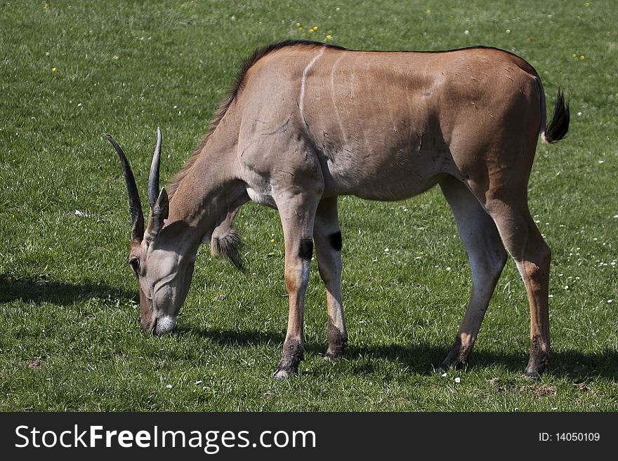 The Common Eland (Taurotragus oryx), also known as the Southern Eland or Eland antelope, is a savannah  
and plains antelope  found in East and Southern Africa.
