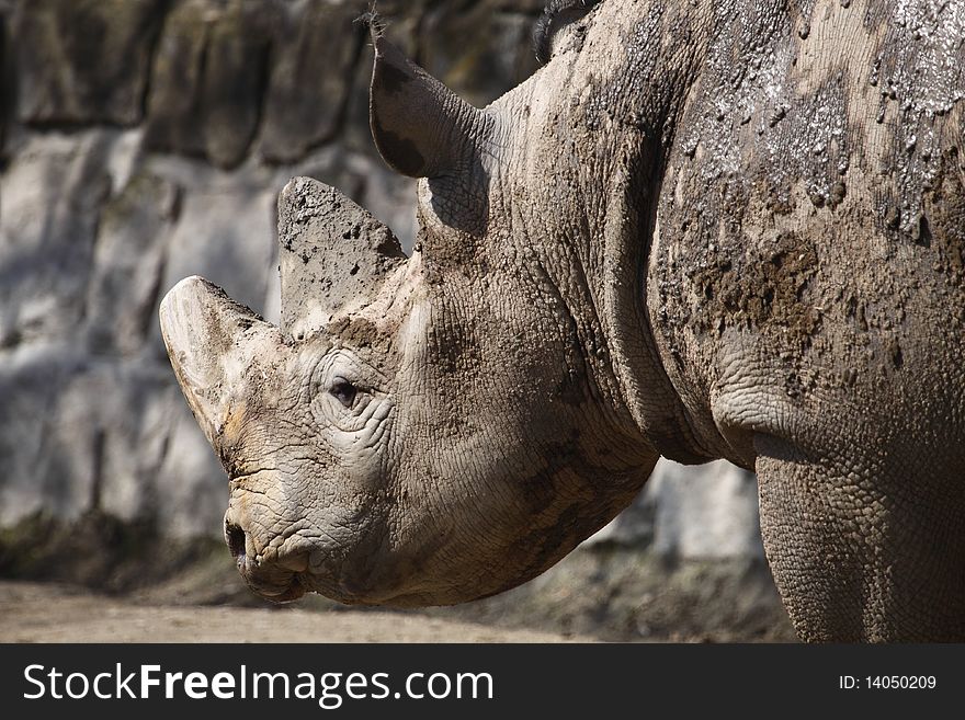 Detail Of Black Rhino