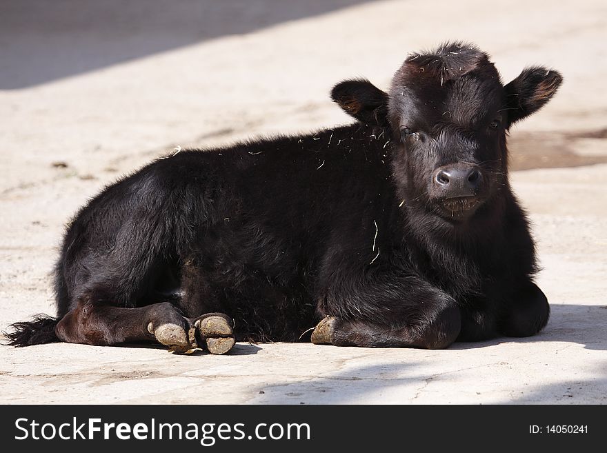 Juvenile african buffalo
