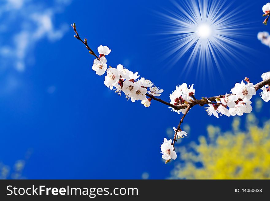 Apricot branch blossom and sun on the background of sky. Apricot branch blossom and sun on the background of sky.