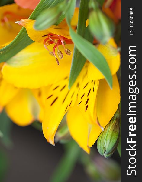 Beautiful yellow alstroemeria (lily) flower