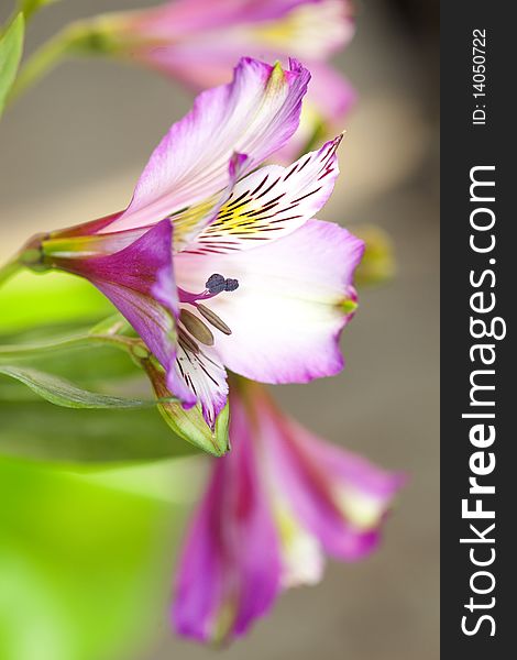 Peruvian Lily, Alstroemeria